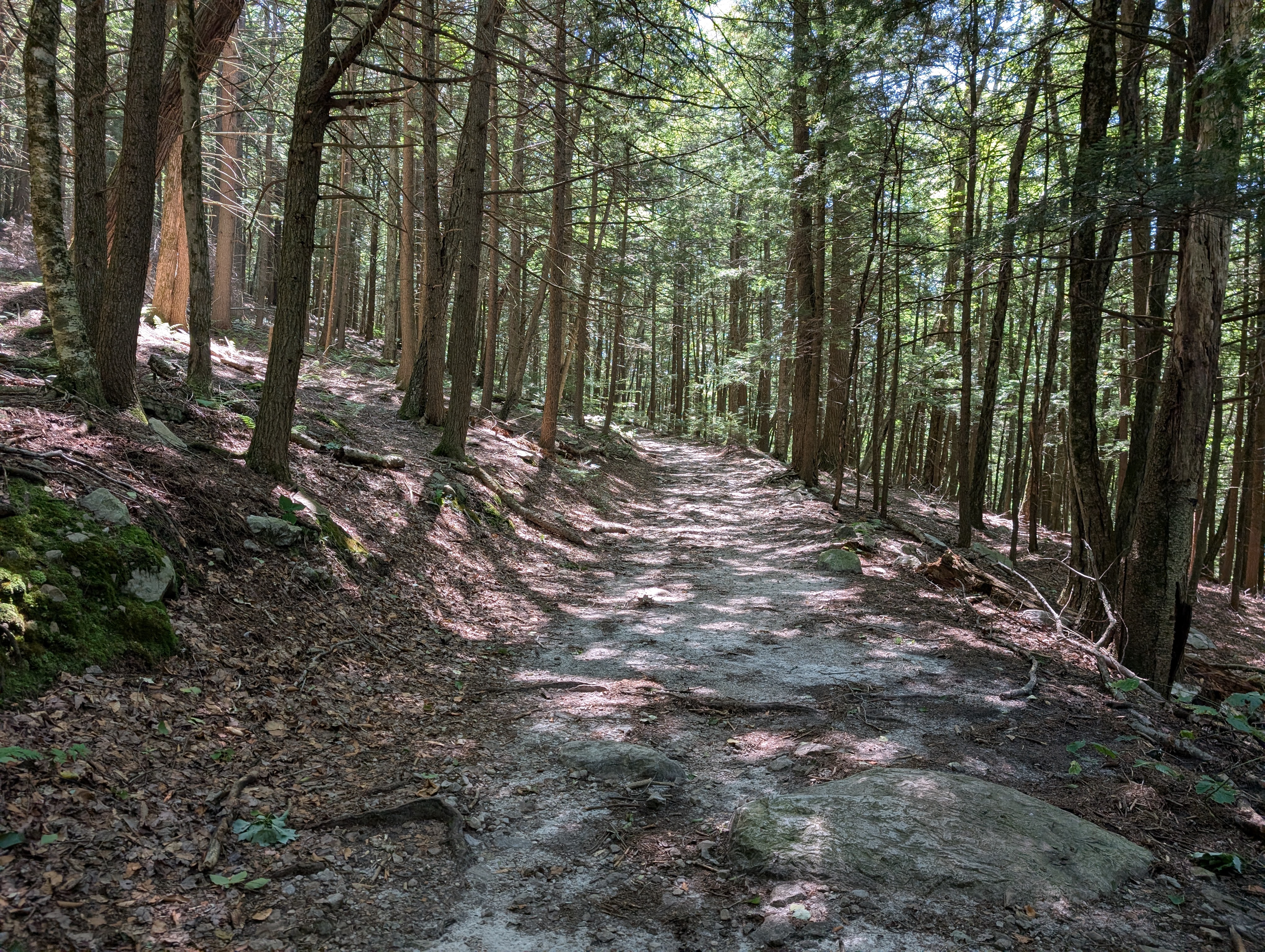 A particularly nice stand of pines